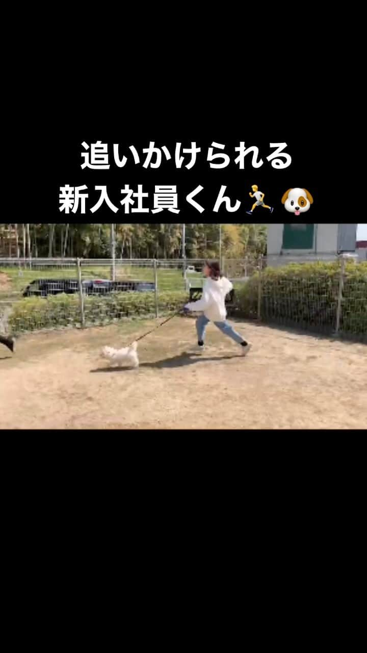 河島あみるのインスタグラム