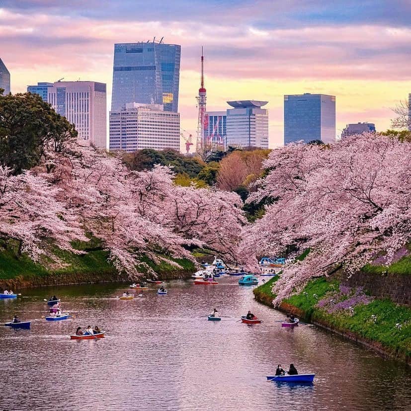 東京タワーさんのインスタグラム写真 - (東京タワーInstagram)「. 先日、千鳥ヶ淵から見える 夜桜と東京タワーのお写真を ご紹介しましたが、  本日は、同じ場所から撮影された 夕暮れ時のお写真をご紹介！   ボートに揺られながら眺める 頭上の桜と、水面に映る桜。  そして遠くには東京タワー。   ゆったりと流れる 贅沢な時間が伝わってくる 一枚ですね！   本日は、Your Tokyo Tower🗼から @tosan_stha さんのお写真をご紹介しました！   素敵なお写真をありがとうございました😊  --------------------------------  【 お知らせ 】  # your_tokyotowerで あなたの東京タワー🗼をリポスト！  皆様からの投稿どしどしお待ちしております！ （@tokyotower_official のタグ付けもよろしくね🖐）  詳細はプロフィールにある 固定されたフィード投稿から↓ @tokyotower_official  --------------------------------  #東京タワー #東京タワー🗼 #tokyotower  #tokyotower🗼  #桜 #千鳥ヶ淵」4月11日 18時26分 - tokyotower_official