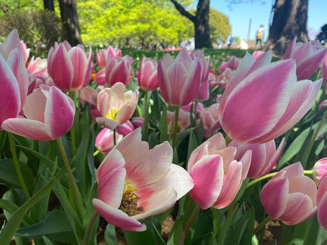 桜帆ゆかりさんのインスタグラム写真 - (桜帆ゆかりInstagram)「🌷🌷🌷🌷🌷  4月始まりましたね〜 快適なお天気の日が多くて桜や菜の花などのお花見もおさんぽもできて嬉しい限り…🥹 ありがたいなぁ〜！  そして昭和記念公園のチューリップ、今年も圧巻でした🙈💓 漂うあまーい香りにただ癒されました✨そして外でのご飯のおいしさたるや🥹🍱ピクニック大好き！  4月も元気に過ごしましょう〜♪ オンラインも是非ぜひお待ちしております🧘🏻‍♀️✨  #チューリップ #TULIP #昭和記念公園 #ヨガインストラクター」4月11日 18時48分 - chahoroo93