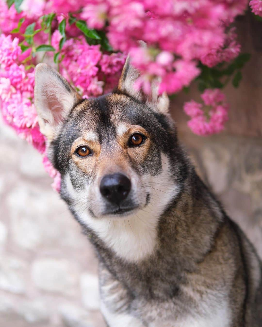 Fujifilm UKさんのインスタグラム写真 - (Fujifilm UKInstagram)「Today is National Pet Day! Take this as your sign to pick up your camera to capture your furry or feathery friends🐾  What are your tips for capturing images of your pets? Let us know in the comments 👇  📸: @wieselblitz  #FUJIFILMXT3 XF50mmF2 R WR f/2, ISO 320, 1/250 sec.  #NationalPetDay」4月11日 18時58分 - fujifilmuk