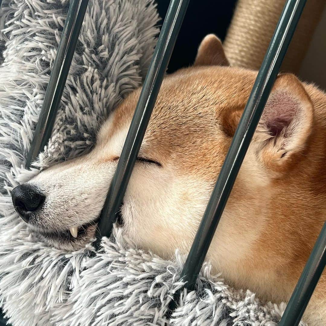 のインスタグラム：「@yuandtoro←仲良し犬猫兄弟 　 今日のゆうたん。ゲージに挟まって口ムキってして寝てた😅  I've been discharged from the hospital, but I'm dizzy and painful. I have been to a big hospital. I am due to re-test on Friday. and was told to rest. I will take a break from posting on SNS until my physical condition calms down. Stories may be updated from time to time.  退院してから、目眩がなかなか治りません。かかりつけの大学病院で診てもらってきました。 傷の状態から、一カ月近く目眩は続くだろうと予想され、なるべく安静にして目を使わないようにと言われました。 また金曜にMRIも撮ることになりました。 体調が落ち着くまで、SNS投稿をお休みします。たまにストーリーズの投稿はするかもしれません。 医師の言う通り安静にして、しっかり治したいと思います。  #柴犬部　#shibastagram」