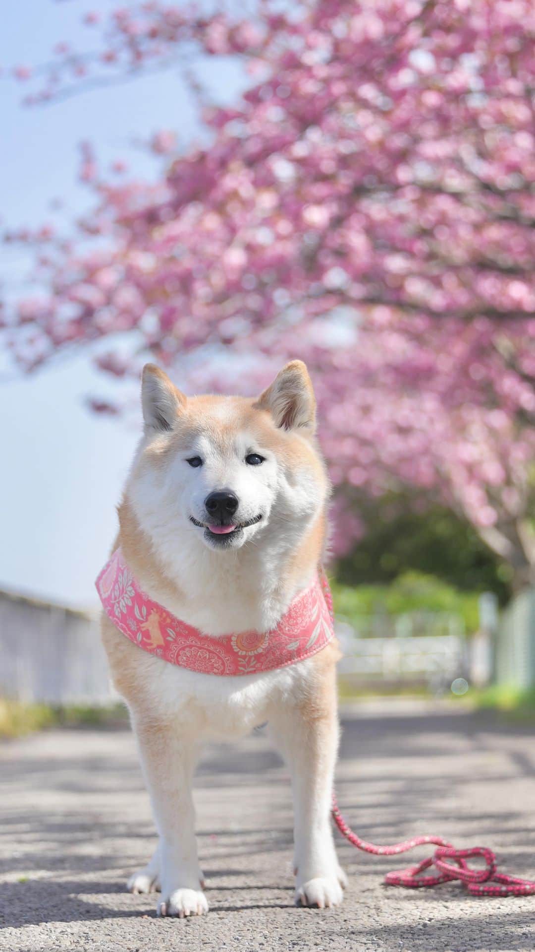 meekooのインスタグラム：「りんごさんと八重桜を見てきました🌸😊🌸 2023.4.11」