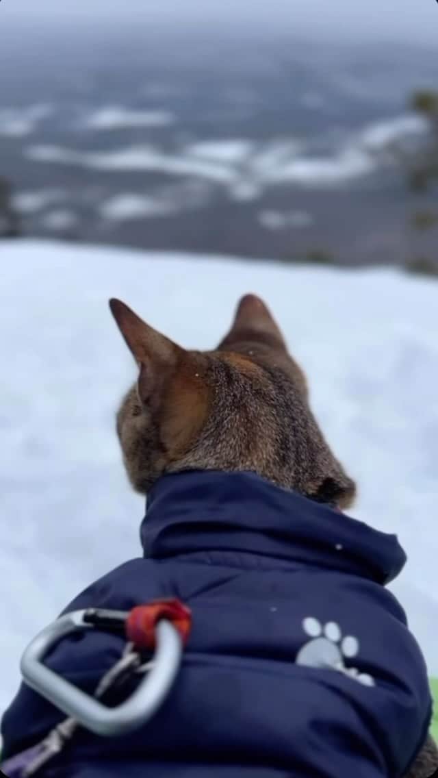 オボズのインスタグラム：「Starting May 1st, join Floki and I for the Oboz trail Challenge!   What is the challenge? Hike as many trails as you can for ten days! Record your one mile hike or longer on your tracking device that you register for free with and you are entered to win. The more you hike the more chances you have to win prizes from Oboz and other great companies multiple times a day, every day for ten days.   And another thing I absolutely love about this company and why I support them, for every for every hike you complete during the Fast Trail Challenge, Oboz will plant one tree. If you complete a bonus trail, Oboz will plant two trees.   Oboz became a reality in 2007 and plants a tree for each pair of shoes sold and to date has planted over 5 million trees! That’s huge! Oboz is now on an adventure to plant another 5 million trees and each of your hikes will help us reach that goal! So join Floki and I and hike as many of your own hikes that you can and help the environment all while winning cool swag! Check out the link in our story!」