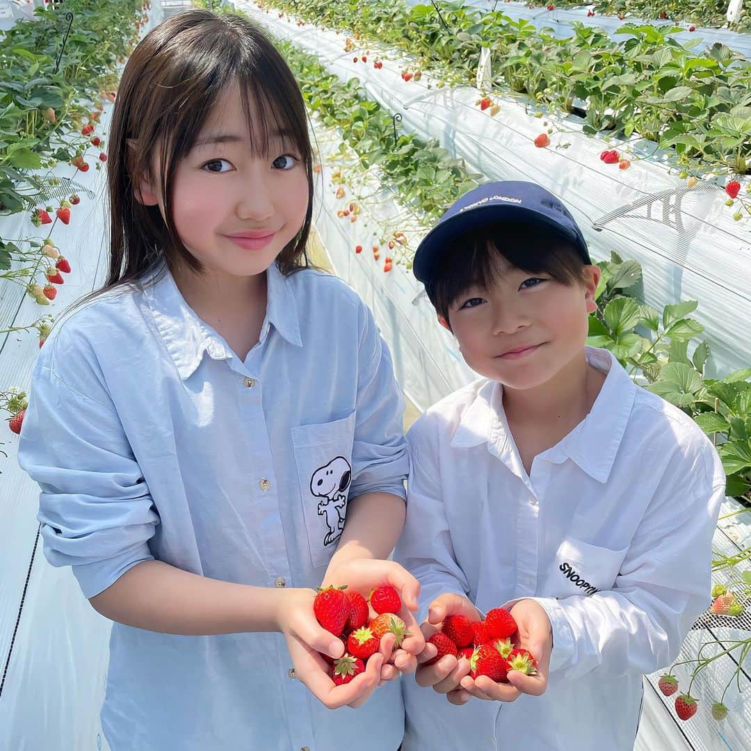 かなのインスタグラム：「． だ〜い好きないちご狩り🍓🩷 小粒ちゃんが多かったけど その分たくさん食べれて大満足✌🏻💕 ． 我が家のいちご姫👸🍓 最高記録の85個🤭 苺を前にこの幸せそうな顔がたまらんっ🙈💕 ． ． #いちご#いちご好き#いちご狩り#春休み#苺#🍓#小学生#小学生女子#小学生コーデ#リンクコーデ#キッズコーデ#おそろい」