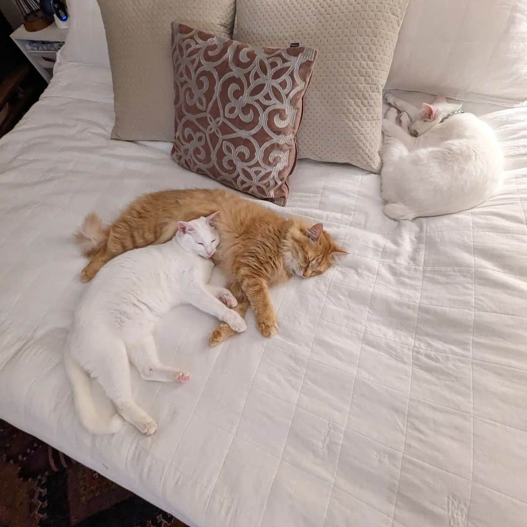 岡田屋鉄蔵のインスタグラム：「今日の猫だまり」