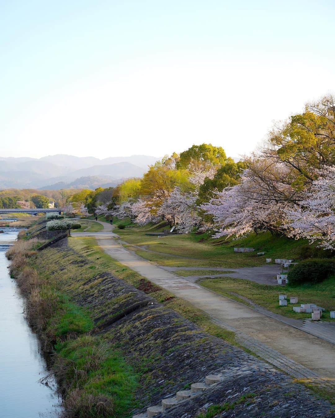 masayaさんのインスタグラム写真 - (masayaInstagram)「鴨川両岸で美しい桜並木が見られる場所に佇む「ザ・パークハウス京都鴨川御所東」。満開の桜が建物全体を包み込むように咲いていた。西側に京都御所、東側に鴨川、大文字山を望む。地上５階建て総戸数85戸、京の美意識を受け継いだハイグレードレジデンスです。  #パークハウス #ザパークハウス #京都 #鴨川 #Kyoto #japan #京都御所 #sakura #桜 #flowers #pr  @the_parkhouse」4月11日 19時47分 - moonlightice