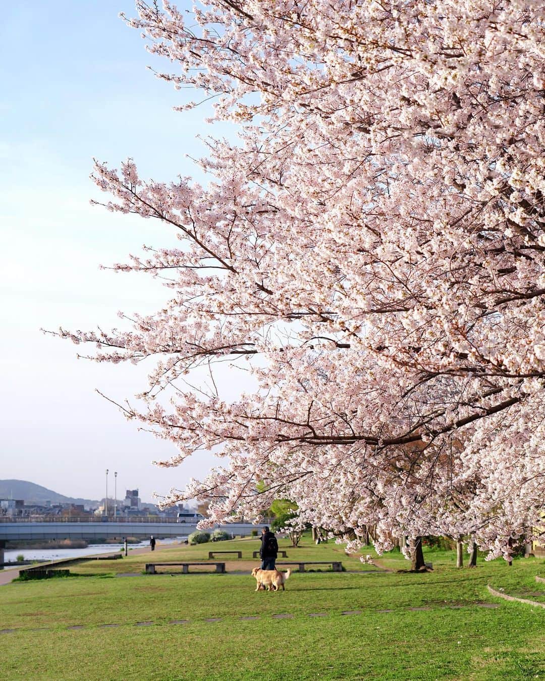 masayaのインスタグラム：「鴨川両岸で美しい桜並木が見られる場所に佇む「ザ・パークハウス京都鴨川御所東」。満開の桜が建物全体を包み込むように咲いていた。西側に京都御所、東側に鴨川、大文字山を望む。地上５階建て総戸数85戸、京の美意識を受け継いだハイグレードレジデンスです。  #パークハウス #ザパークハウス #京都 #鴨川 #Kyoto #japan #京都御所 #sakura #桜 #flowers #pr  @the_parkhouse」