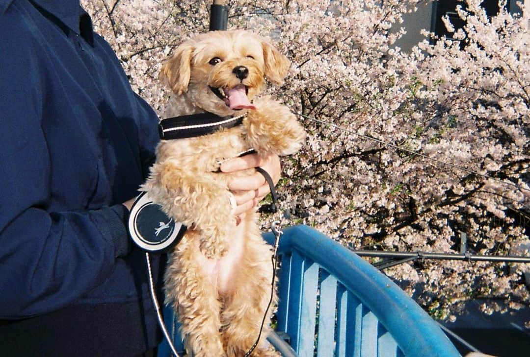 前山奈津巴さんのインスタグラム写真 - (前山奈津巴Instagram)「#filmcamera 最近のつみきとfilm📸🐶🫶🏻💗💗」4月11日 19時41分 - natsuha_maeyama