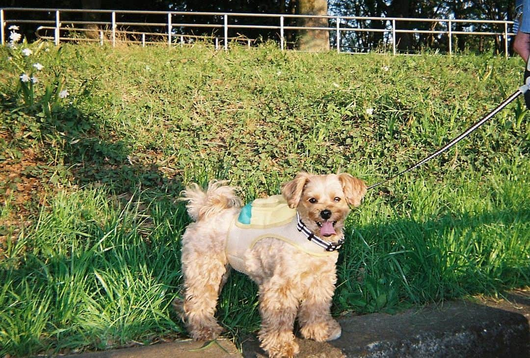 前山奈津巴さんのインスタグラム写真 - (前山奈津巴Instagram)「#filmcamera 最近のつみきとfilm📸🐶🫶🏻💗💗」4月11日 19時41分 - natsuha_maeyama