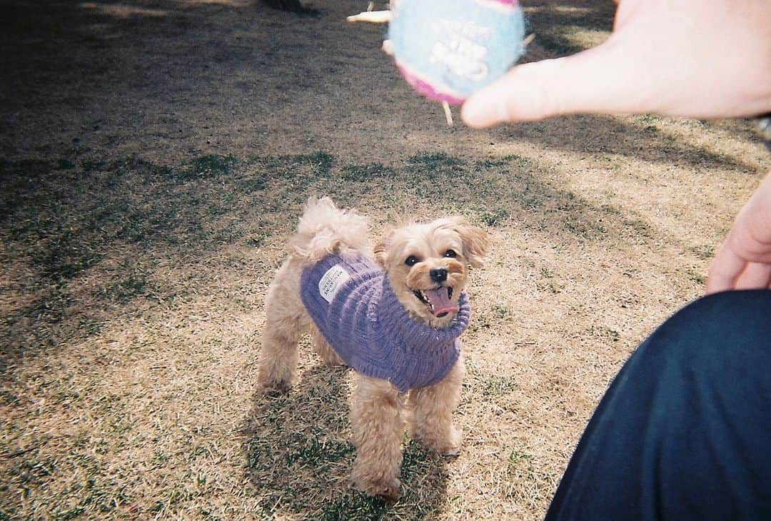 前山奈津巴のインスタグラム：「#filmcamera 最近のつみきとfilm📸🐶🫶🏻💗💗」