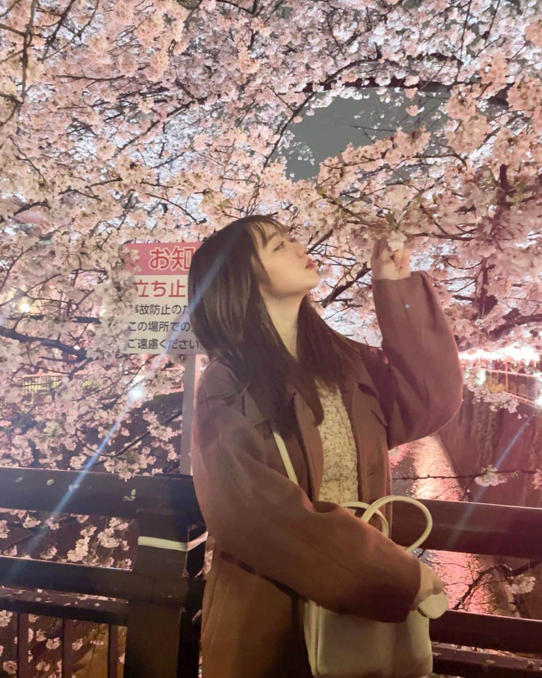 小澤しぇいんのインスタグラム：「🌸  夜桜を満開の時に見に行きました♡ もう散っちゃったかな？ 桜ピンク色で綺麗で大好き  #桜#花見#中目黒#目黒川#目黒川の桜  #cherryblossom」