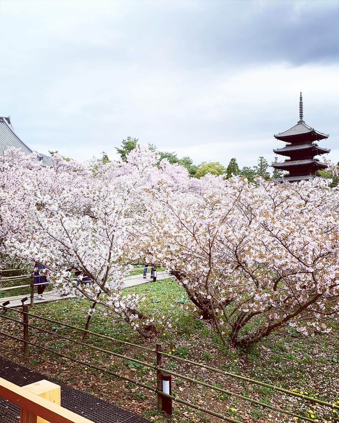 加藤綾子さんのインスタグラム写真 - (加藤綾子Instagram)「* 京都仁和寺の桜🌸 ちょっと曇り空でしたがそれでもとっても美しかった☺️  #桜 #京都 #仁和寺」4月11日 19時51分 - ayako_kato.official