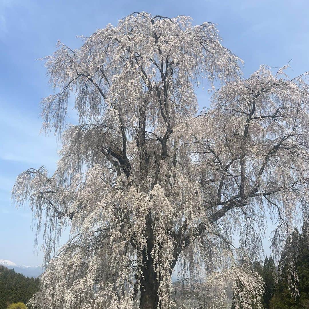 小宮山瑞季さんのインスタグラム写真 - (小宮山瑞季Instagram)「長野市などで夏日を観測したきょう。 まだまだ楽しめる信州の桜🌸を 見つけてきました！😎✨  高山村にある五大桜のひとつ、  #水中のしだれ桜 です🌸 推定樹齢は250年で、 近くから見上げた時の花は、 まるでシャワーのように 桜が上から降ってくるようでした☺️💓  一本桜のダイナミックさや、 歴史を感じるひとときとなりました☀️  あと2日ほどは楽しめそうということで、 近くの方はお早めに！！！   #みんなの信州  #長野市  #夏日  #高山村  #takayama  #五大桜  #一本桜  #桜のシャワー  #見頃の桜  #満開  #桜  #sakura  #cherryblossom  #ダイナミック  #歴史  #荘厳な雰囲気  #お花見  #長野放送  #アナウンサー  #小宮山瑞季」4月11日 19時58分 - komiyama_mizuki