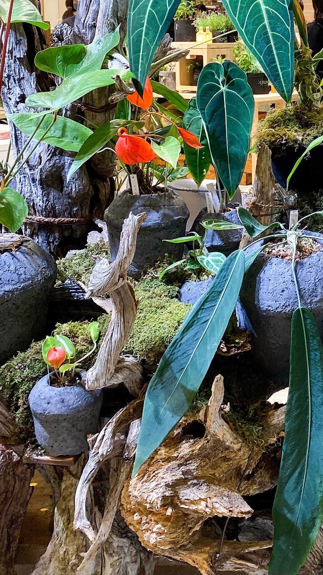 のインスタグラム：「At 8F GREEN AGE NEW OPEN 2023.4.12 wed  自然との新たな関わり方を模索し、生活者やブランド、地域と、持続可能で豊かな未来を共創する新たな売り場「GREEN AGE」が2023.4.12(水)に阪急うめだ本店８Fにオープン。  ロエベ、プラダ、メゾンキツネなど約40ブランドが登場。 ブランド初となるカフェや、オープン限定商品などもラインアップ。 アイテムや内装など環境に配慮した工夫にも注目しながら、自然を感じゆっくりとお買い物をお楽しみください。 詳しくは @hankyu_greenage をチェック。  #greenage #グリーンエイジ  #hankyumode #hankyu #阪急百貨店 #阪急本店 #うめはん #自然共生 #自然 #ウェルネス #アウトドア #グリーン #植物 #サステナブル #持続可能 #ライフスタイル #カフェ」