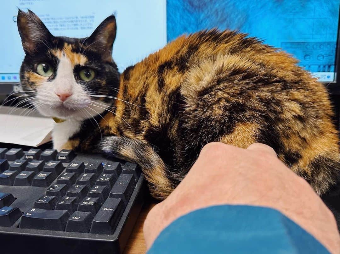 津田大介のインスタグラム：「猫しか勝たん。  #🧑‍💻🐈 #mona_cat」