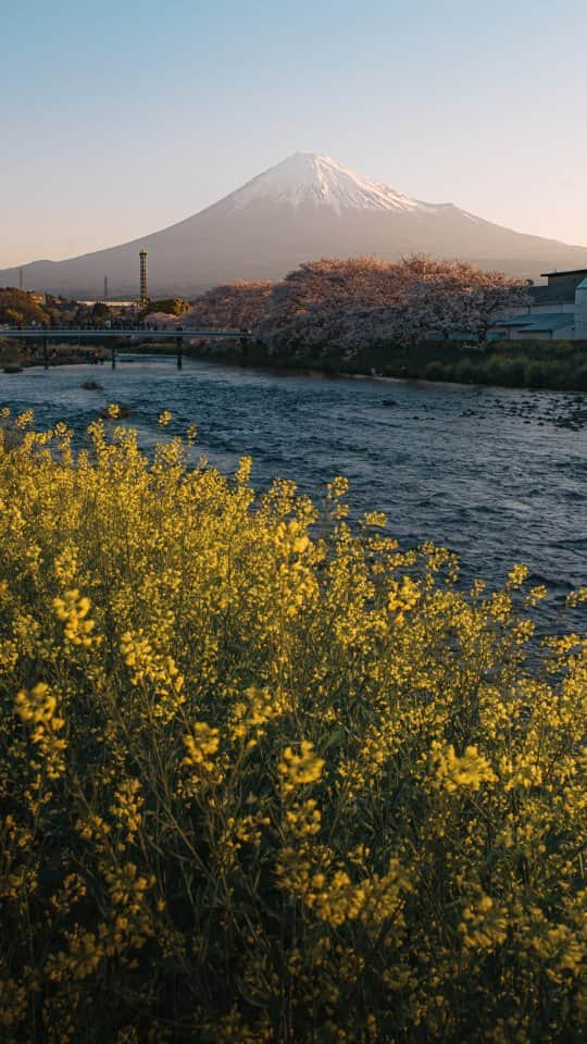 deepskyのインスタグラム：「Spring in Japan / 日本の春 🇯🇵 . . #reel #リール #撮影  #japan #日本 #reels #spring #cherryblossom #sakura #桜 #春 #富士山 . .  #travel #beautifuldestinations」