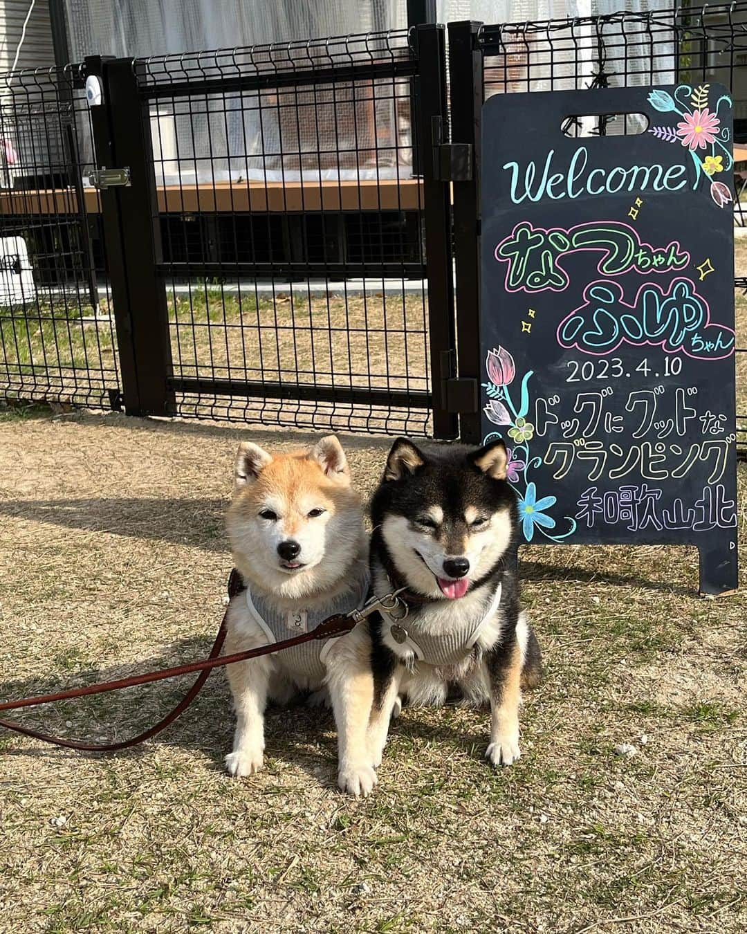 豆柴なつ&ふゆさんのインスタグラム写真 - (豆柴なつ&ふゆInstagram)「We go to Wakayama😊⭐️ ドッグにグッドなグランピング和歌山北にご招待されました😊⭐️  広〜いドッグランに、映え〜なアイテム、ワンコのイベントも盛りだくさんのトレラーハウスのグランピングで、ワンコ連れに是非おすすめな施設でした〜😆❤️❤️ (part②に続く〜)  #pr #ドッグにグッドなグランピング和歌山北  #和歌山北 #glamping #グランピング    #trip  #犬連れ旅行　#旅行 #ワンコと旅行  #shibaaddict #柴 #しばいぬ #シバフル #わんダフォ #shibamania  #柴犬ライフ #shiba_snap  #instashiba#cutedogs  #柴犬#shiba #shibainu #shibastagram #いぬすたぐらむ #pecoいぬ部 #shibainumag_feature #dogoftheday  #🐕📷 #theshibasociety  #proudshibas」4月11日 20時10分 - mameshiba.natsuinu56