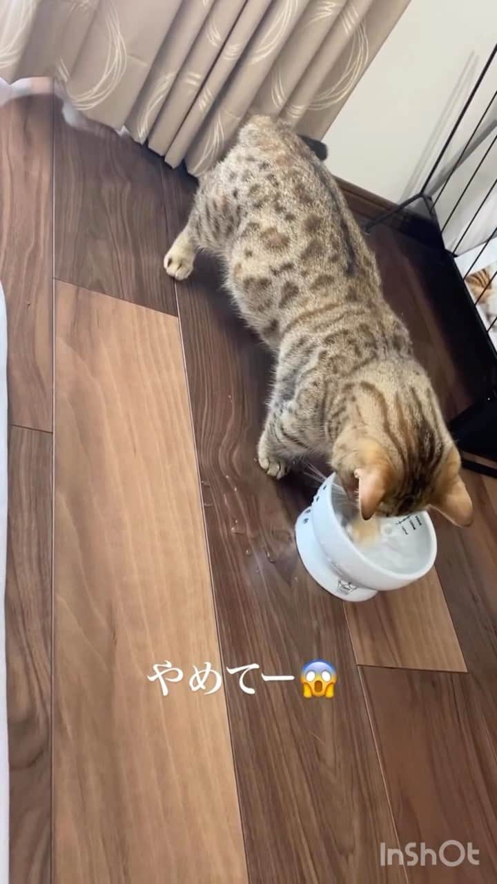 猫壱（ねこいち•ネコイチ）のインスタグラム：「激しめの水遊び😱 楽しそうだけど、困っちゃうよ🤣  @mugi_mugi41 さん お写真をありがとうございました😊 お写真の商品はハッピーダイニング　脚付ウォーターボウル　でした🐈  :::::::::猫壱 :::::::   猫壱商品を使ってくれている写真や動画に【猫壱写真館】のハッシュタグをつけてポストしてください✨  猫壱SNSなどでリポスト・紹介されるかも？！  猫壱HPにも掲載されるチャンスも🥺  ぜひ皆さんハッシュタグをつけてポストしてくださいね🥺    @necoichicojp のハイライトから応募要項をチェックして是非ご応募くださいね❤   Reproduction is  prohibited.  ...........................................................................  #猫壱写真館  #猫壱 #necoichi #猫好きさんとつながりたい  ...........................................................................」