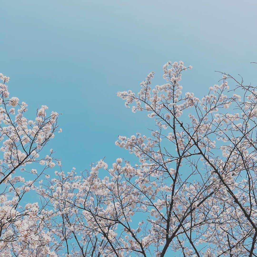 上原泰子さんのインスタグラム写真 - (上原泰子Instagram)「▽ ｡❀ 𓂃𓈒𓏸 . . #お花見#レトロ#フィルム #cherryblossom#🌸」4月11日 20時30分 - yasupi1107