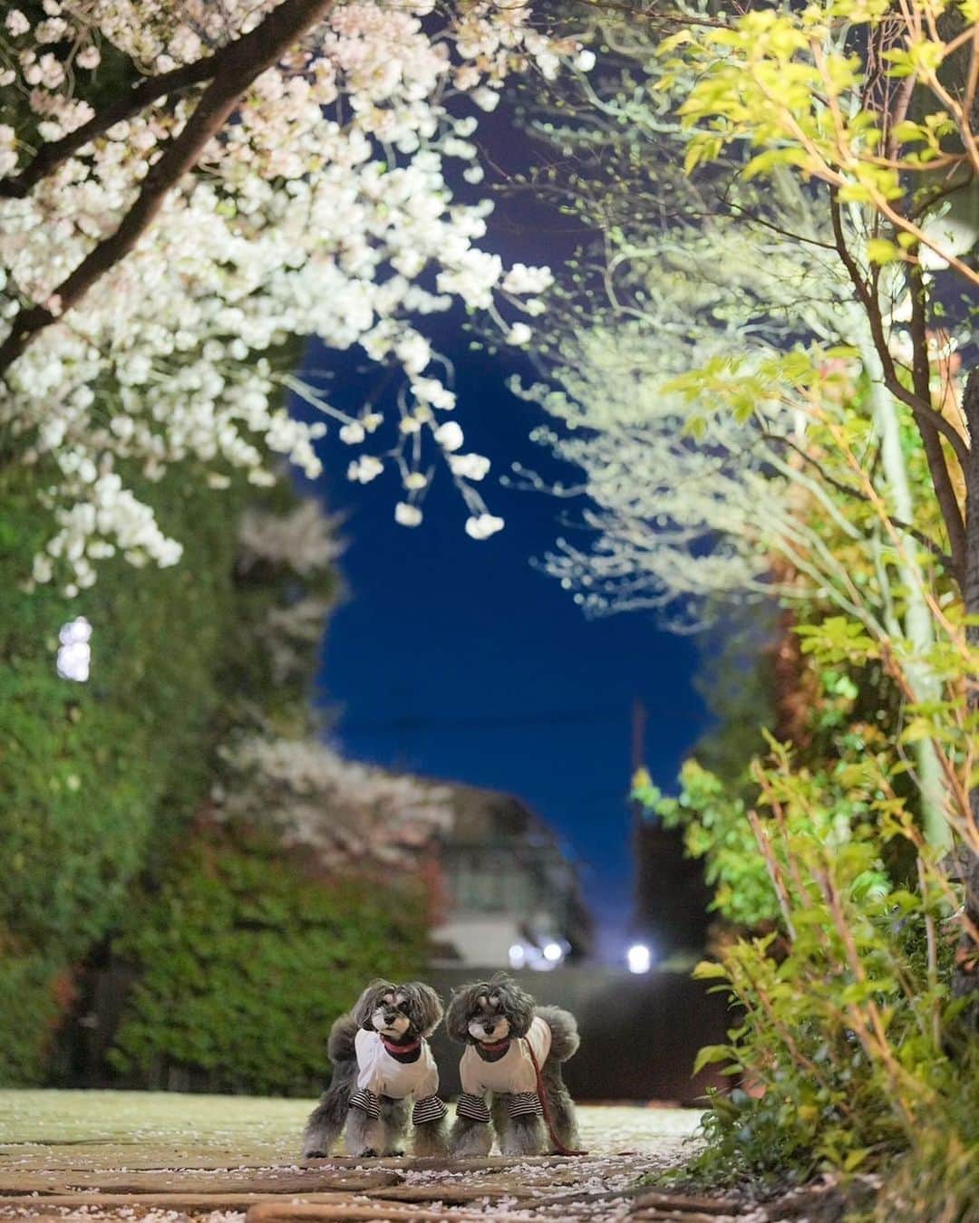 中野区在住のミニシュナのInstagramさんのインスタグラム写真 - (中野区在住のミニシュナのInstagramInstagram)「⑅︎◡̈︎* ・ お散歩は夜派？朝派？ それとも両方？  我が家はほぼ1日1回で夜派です🐾 なので〜 お散歩ついでのお写真は夜が多め！！  桜も散ってしまいましたが、本日のお写真は夜桜散歩の一枚です🎶  本当は1日2回お散歩に行けるといいのにな。。。  #お散歩犬 #夜散歩 #東京散歩 #犬との暮らし #犬とお出かけ #inuくらぶ_jpn #ジェニッカーズ #犬と散歩 #犬の散歩 #シュナウザー #ミニチュアシュナウザー #しゅなら部 #シュナウザー部 #シュナウザー大好き #シュナウザー好きさんと繋がりたい #シュナウザー多頭飼い #シュナウザーのいる暮らし #シュナスタグラム #schnauzerlove #schnauzerworld #schnauzermini #schnauzergram #schnauzerlife #miniatureschnauzer #japan_night_view #じゃびふる」4月11日 20時26分 - marble_eve