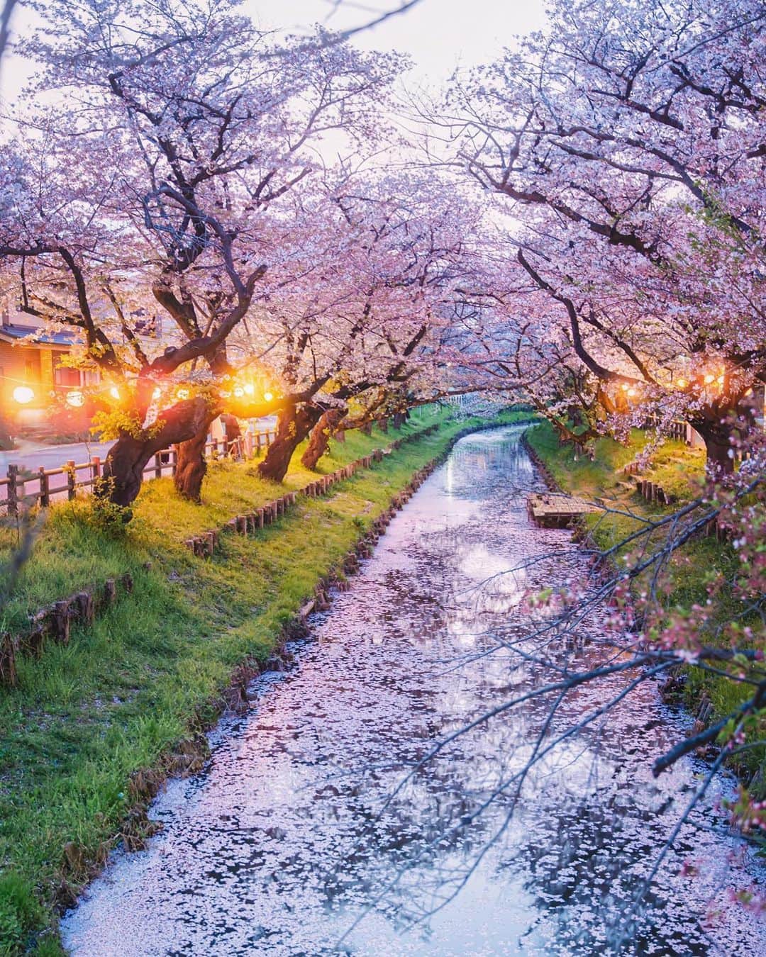 Sherryのインスタグラム：「ㅤㅤㅤㅤㅤㅤㅤㅤㅤㅤㅤㅤㅤ ㅤㅤㅤㅤㅤㅤㅤㅤㅤㅤㅤㅤㅤ 陽が落ちて提灯にあかりが灯る 夜の桜もまた良きでした🌸 ㅤㅤㅤㅤㅤㅤㅤㅤㅤㅤㅤㅤㅤ ㅤㅤㅤㅤㅤㅤㅤㅤㅤㅤㅤㅤㅤ」