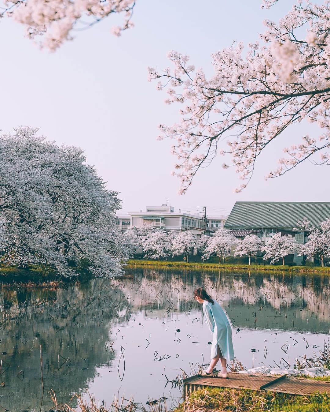 yukiさんのインスタグラム写真 - (yukiInstagram)「#高田城址公園 #高田城址公園観桜会 #新潟観光 #新潟桜スポット  ・ ・ __________________________ 日々の撮影記事やコラム更新中！ ・・・・・・・・・・・・・・・ ◉FAN限定サイト◉ https://www.fansnet.jp/sty830 __________________________  #instagram #instagramjapan #bestjapanpics #wonderful_places #hello_worldpics #earthfocus #earthofficial #beautifuldestinations #fantastic_earth #travelanddestinations  #awesomepix #visualambassadors #earthpix #visitjapanjp #travelingthroughtheworld #artofvisuals #bestplacestogo #discoverer #welivetoexplore #tokyocameraclub」4月11日 20時29分 - sty830