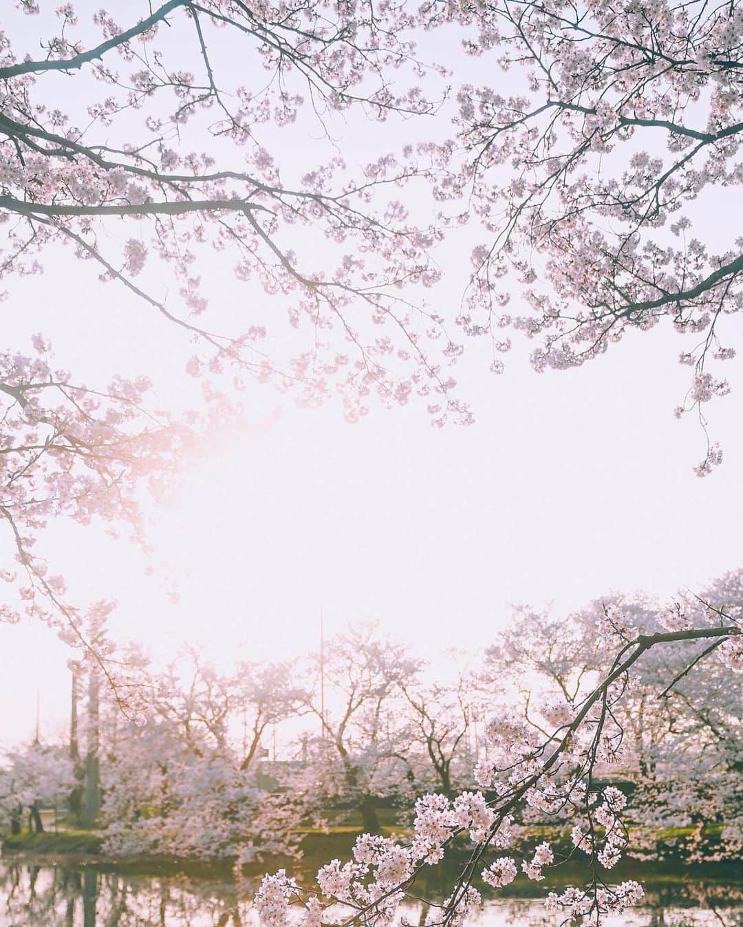 yukiさんのインスタグラム写真 - (yukiInstagram)「#高田城址公園 #高田城址公園観桜会 #新潟観光 #新潟桜スポット  ・ ・ __________________________ 日々の撮影記事やコラム更新中！ ・・・・・・・・・・・・・・・ ◉FAN限定サイト◉ https://www.fansnet.jp/sty830 __________________________  #instagram #instagramjapan #bestjapanpics #wonderful_places #hello_worldpics #earthfocus #earthofficial #beautifuldestinations #fantastic_earth #travelanddestinations  #awesomepix #visualambassadors #earthpix #visitjapanjp #travelingthroughtheworld #artofvisuals #bestplacestogo #discoverer #welivetoexplore #tokyocameraclub」4月11日 20時29分 - sty830