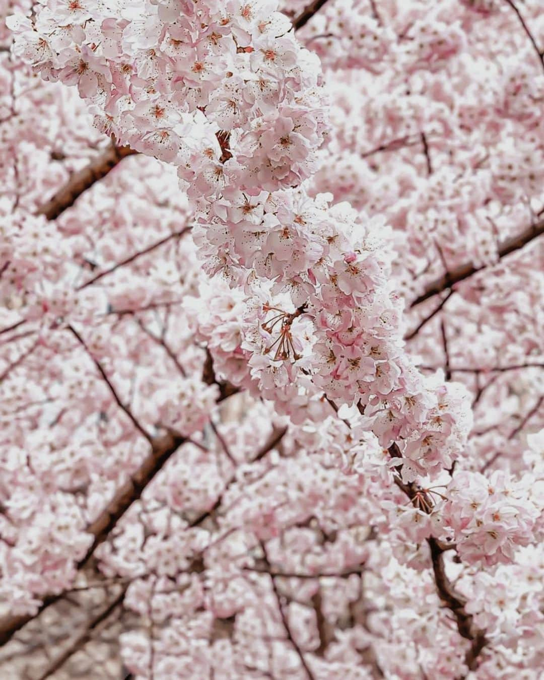 Yukicoさんのインスタグラム写真 - (YukicoInstagram)「🍃🌸🍃🌸🍃 𝐂𝐡𝐞𝐫𝐫𝐲 𝐛𝐥𝐨𝐬𝐬𝐨𝐦𝐬 𝐚𝐫𝐞 𝐢𝐧 𝐟𝐮𝐥𝐥 𝐛𝐥𝐨𝐨𝐦.  #japantravel  #kyototrip  #kyototravel  #sakura #kyotosakura  #cherryblossom  #そうだ京都行こう #京都観光 #京都旅行 #京都散策  #京都桜スポット  #京都桜情報  #京都桜 #成徳学舎  #벚꽃 #ジミンペン #btsjimin」4月11日 20時37分 - yukicolifecom