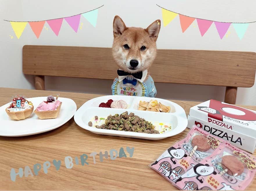 椎名歩美のインスタグラム：「我が家の🦊さん 3歳になりました😊🤍  うまうまでお祝いです🎉 幸太との毎日のお散歩は、周りを笑顔にする不思議な力に何度だって感動し、甘えっ子なところも、ちょっと臆病さんなところも、時にすごーくマイペースなところも、 全てが愛おしいです😊🤍  言葉は話せなくても、 人間の言葉をちゃんと理解しているし、心に寄り添うとっても愛情深い家族です。  犬は人間より何倍ものスピードで年をとるので、もうちょっとゆっくり年をとって、と思ったりもしますが、幸太の生まれた日はやっぱり特別で感謝の日、だからお祝いです✨  幸太は毎日たくさんの愛情を伝えてくれます。 私はその何倍もの愛情を幸太に伝えていきたいとおもいます🫶  たくさんおでかけもしよう！ たくさんうまうまも食べよう！ とにかく健康で元気に楽しく過ごしてもらえたら…⭕️  #愛犬#家族#お誕生日#柴犬#豆柴#3歳#お誕生日ケーキ#犬用ピザ#パーティー#いつもありがとう#これからもよろしくね  お誕生日プレゼントは新しいベット🎁✨ だいぶ気に入ったようで初日から沼っておりました🤣🤍  @shibainu.mame_akafuku  お兄ちゃん💙 @haru_mameshiba  お姉ちゃん🧡 もおめでとう㊗️ またきょうだいで集まりましょう❣️」