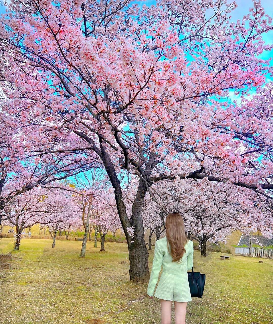 RIKAさんのインスタグラム写真 - (RIKAInstagram)「. . 🌸🍡🤍🌸🍡🤍🌸🍡🤍 . あずとランチして桜と撮ったよ🌸 . . #instalove#instagood#l4l#l4like#l4ls#sakura#pink#japan#桜#ぴんく#ツイード#セットアップ#花#お花見#満開#🌸」4月11日 20時46分 - riitan212