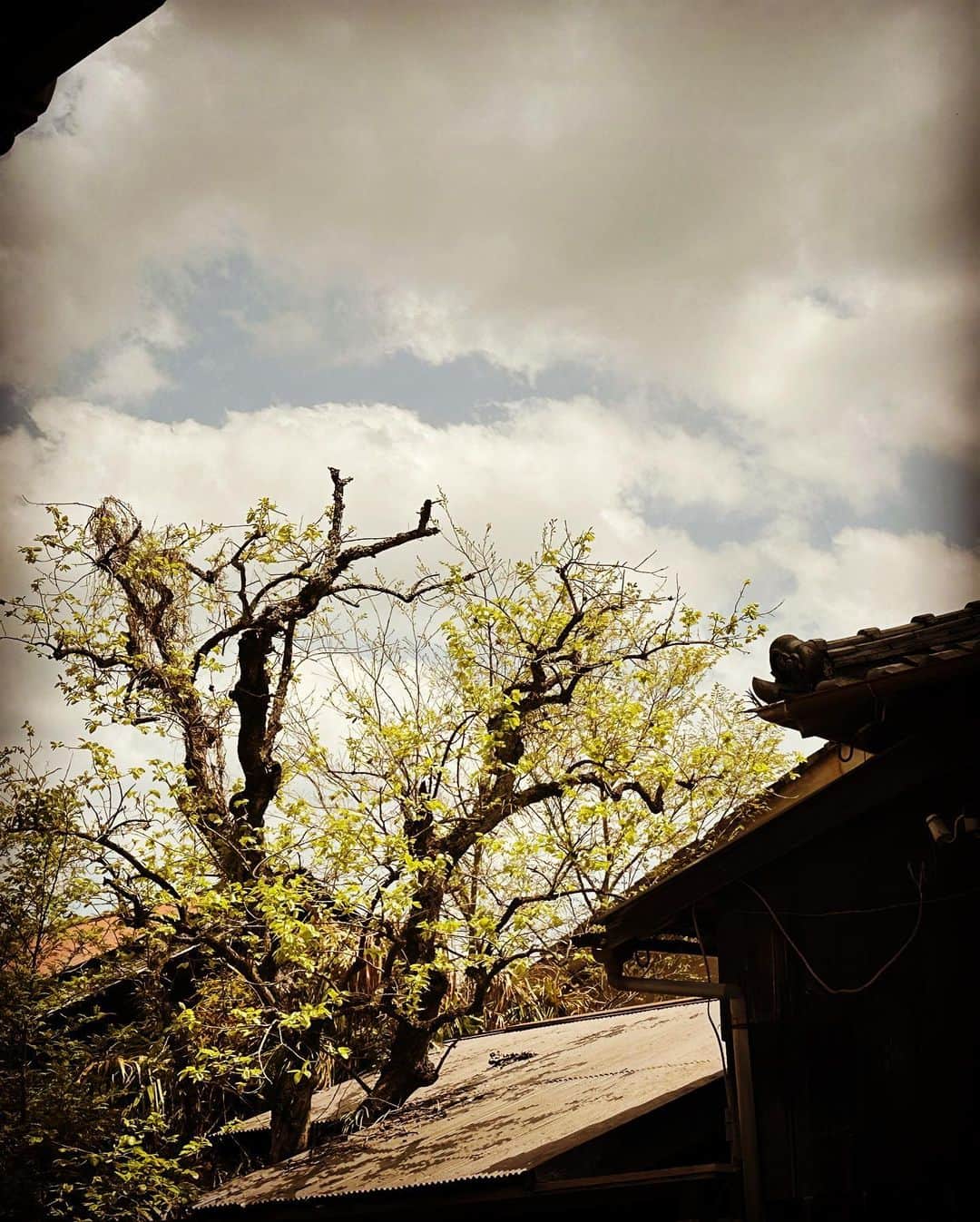 永島聖羅さんのインスタグラム写真 - (永島聖羅Instagram)「🦌  今日は #奈良 へ…！ 小学校の修学旅行ぶりの #奈良公園 #東大寺 ✨  #鹿 可愛いねえ〜  #nara #奈良観光 #大仏」4月11日 20時56分 - seira_nagashima