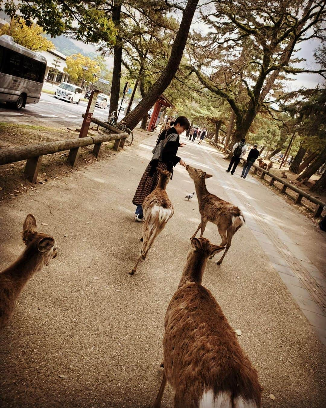 永島聖羅さんのインスタグラム写真 - (永島聖羅Instagram)「🦌  今日は #奈良 へ…！ 小学校の修学旅行ぶりの #奈良公園 #東大寺 ✨  #鹿 可愛いねえ〜  #nara #奈良観光 #大仏」4月11日 20時56分 - seira_nagashima