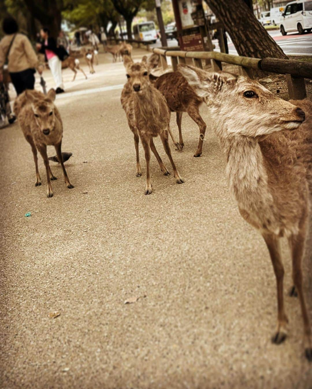 永島聖羅さんのインスタグラム写真 - (永島聖羅Instagram)「🦌  今日は #奈良 へ…！ 小学校の修学旅行ぶりの #奈良公園 #東大寺 ✨  #鹿 可愛いねえ〜  #nara #奈良観光 #大仏」4月11日 20時56分 - seira_nagashima