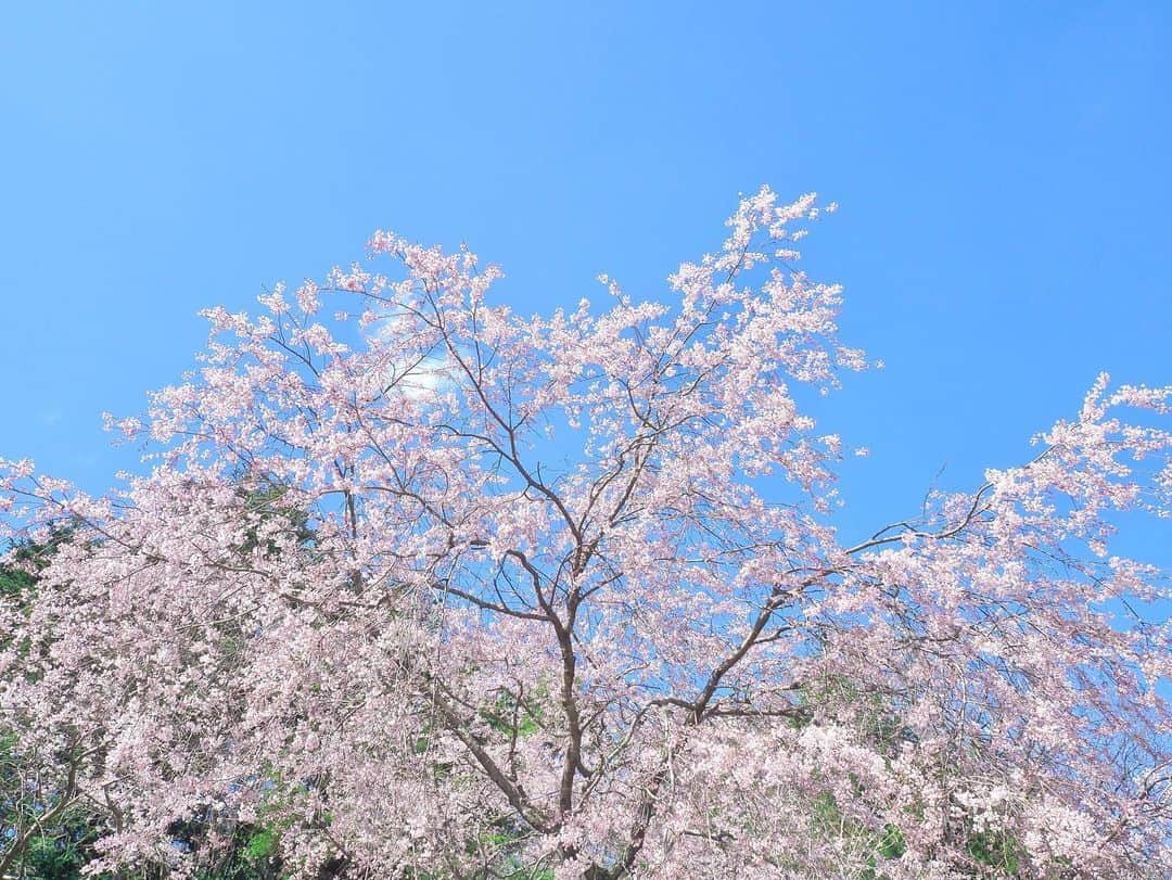 山根涼羽さんのインスタグラム写真 - (山根涼羽Instagram)「. さくらきらきら ~  #olympus #olympuspen」4月11日 20時52分 - suzuha48yamane16