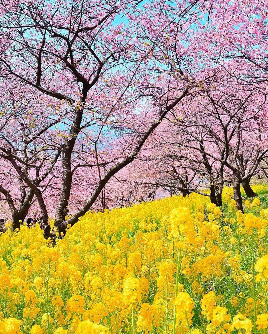 botanist officialさんのインスタグラム写真 - (botanist officialInstagram)「ここは、神奈川県足柄上郡松田町に位置する #西平畑公園 自然に囲まれながら、相模湾や富士山などのすぐれた眺望を備えた、大人も子供も楽しめる公園です💐  園内には、松田町の動植物に親しむことのできる自然館があります。 また、四季折々の花を咲かせるハーブガーデンなど、植物と触れ合うことのできるスポットが充実しています。  その中でも必見なのが、河津桜と菜の花の共演🌸🌼 晴れの日には富士山をバックに美しい景色を堪能できることから「関東富士見百景」にも選定されています。  河津桜の花言葉は「思いを託します」「純潔」。 ピンク色でかわいらしい特徴に似合う花言葉ですね。  また、菜の花の花言葉は「快活」「明るさ」。 光や太陽をイメージさせるような、鮮やかな黄色が印象的な菜の花にピッタリの花言葉です。  来年は華やかでやさしいピンクと、フレッシュな黄色の風光明媚な景観を楽しんでみてはいかがでしょう♪  Thank you!：@m_mintrose  ✔︎ 当アカウントでは、植物と共に生きる「ボタニカルライフスタイル」を豊かにするため、四季折々の自然の景色や、植物の魅力が溢れるボタニカルスポットを紹介しています。  ✔︎ 植物がもたらす美しい景色のお写真に #絶景ボタニカル を付けて投稿していただくと、当アカウントでご紹介させていただくことがございます。  #絶景ボタニカル #BOTANIST #ボタニスト #botanicalbeauty」4月11日 21時05分 - botanist_official