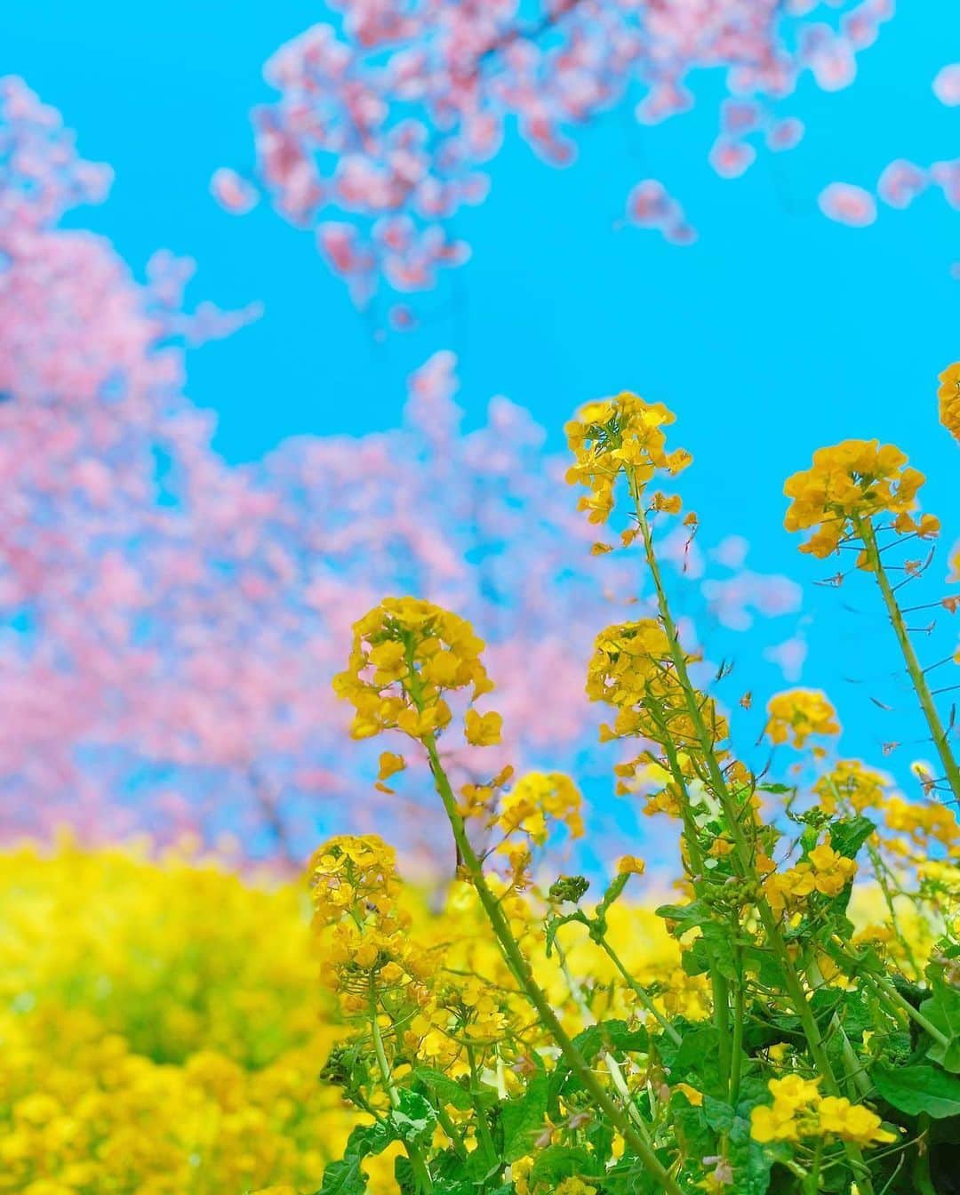 botanist officialさんのインスタグラム写真 - (botanist officialInstagram)「ここは、神奈川県足柄上郡松田町に位置する #西平畑公園 自然に囲まれながら、相模湾や富士山などのすぐれた眺望を備えた、大人も子供も楽しめる公園です💐  園内には、松田町の動植物に親しむことのできる自然館があります。 また、四季折々の花を咲かせるハーブガーデンなど、植物と触れ合うことのできるスポットが充実しています。  その中でも必見なのが、河津桜と菜の花の共演🌸🌼 晴れの日には富士山をバックに美しい景色を堪能できることから「関東富士見百景」にも選定されています。  河津桜の花言葉は「思いを託します」「純潔」。 ピンク色でかわいらしい特徴に似合う花言葉ですね。  また、菜の花の花言葉は「快活」「明るさ」。 光や太陽をイメージさせるような、鮮やかな黄色が印象的な菜の花にピッタリの花言葉です。  来年は華やかでやさしいピンクと、フレッシュな黄色の風光明媚な景観を楽しんでみてはいかがでしょう♪  Thank you!：@m_mintrose  ✔︎ 当アカウントでは、植物と共に生きる「ボタニカルライフスタイル」を豊かにするため、四季折々の自然の景色や、植物の魅力が溢れるボタニカルスポットを紹介しています。  ✔︎ 植物がもたらす美しい景色のお写真に #絶景ボタニカル を付けて投稿していただくと、当アカウントでご紹介させていただくことがございます。  #絶景ボタニカル #BOTANIST #ボタニスト #botanicalbeauty」4月11日 21時05分 - botanist_official