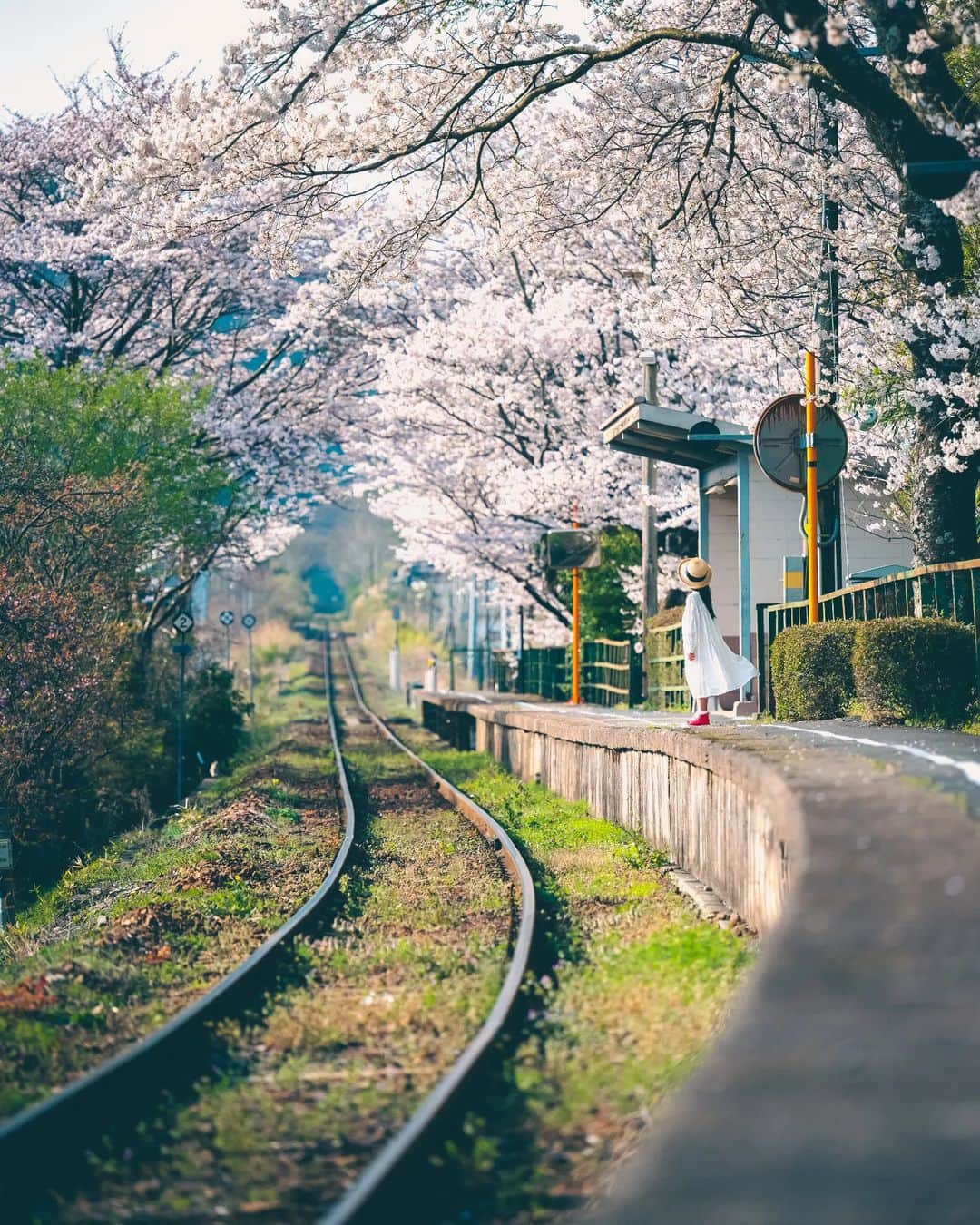 梶原憲之のインスタグラム：「. 桜が咲く駅  ギャラリーが桜まみれになっちゃった  そろそろ桜終わりにしようかと思います。  #岡山#岡山県#桜#三浦駅 #風景ポートレート #photoplusme #team_jp_  #art_of_japan_#桜スポット #japan#東京カメラ部 #photo_jpn #photo_shorttrip #岡山観光#岡山旅行#nikoncreators #japantravel#おかやまハレ旅#レトロ #tokyocameraclub#retrip_news #daily_photo_jpn#絶景#ジブリ#instagram #撮り鉄#light_nikon  #jalan_travel #インスタ映え」
