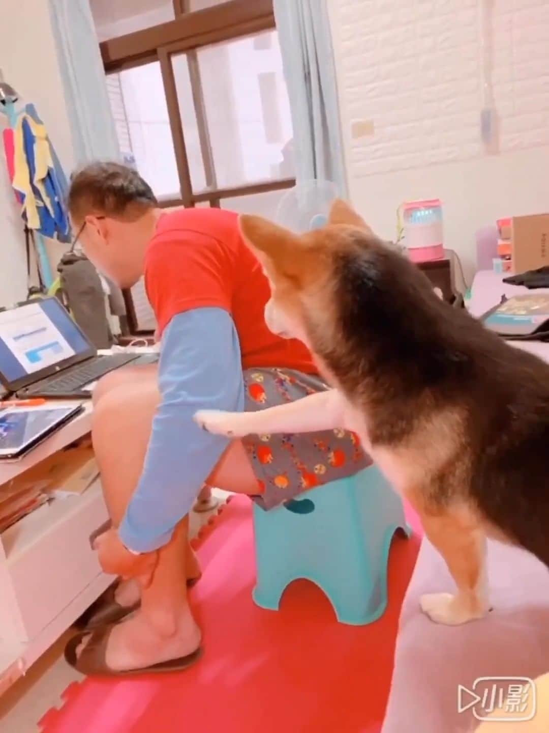 PECO いぬ部のインスタグラム：「勝手に選抜！かまってちゃん🥺✨🐾 「お仕事止めて…こっち見て🥺？」 来週のテーマは…　 . . . 「#黒いわんこ大集合」 来週からはこちらのテーマを募集します🐶🐱 #pecoいぬ部 のハッシュハグをつけてぜひ参加してみてね♪ . 今回素敵な投稿してくださったのは… @shibaorange1210 さん . 他にも素敵なお写真がたくさんあるので、ぜひ遊びに行ってみてくださいね♪ . #pecoいぬ部 をつけて投稿すると… PECOのSNSで楽しくご紹介させていただきます:おいしい: #犬 #犬バカ部 #いぬら部 #いぬ部 #わんこ #いぬ #instadog #ilovemydog #ilovedog #dogstagram #dogsofinstagram #doglife #mydogiscutest #todayswanko #doglover  #いぬすたぐらむ #犬のいる暮らし #柴犬 #shiba #かまってちゃん #こっち見て #お父さんとワンコ #ツッコミどころ多し」