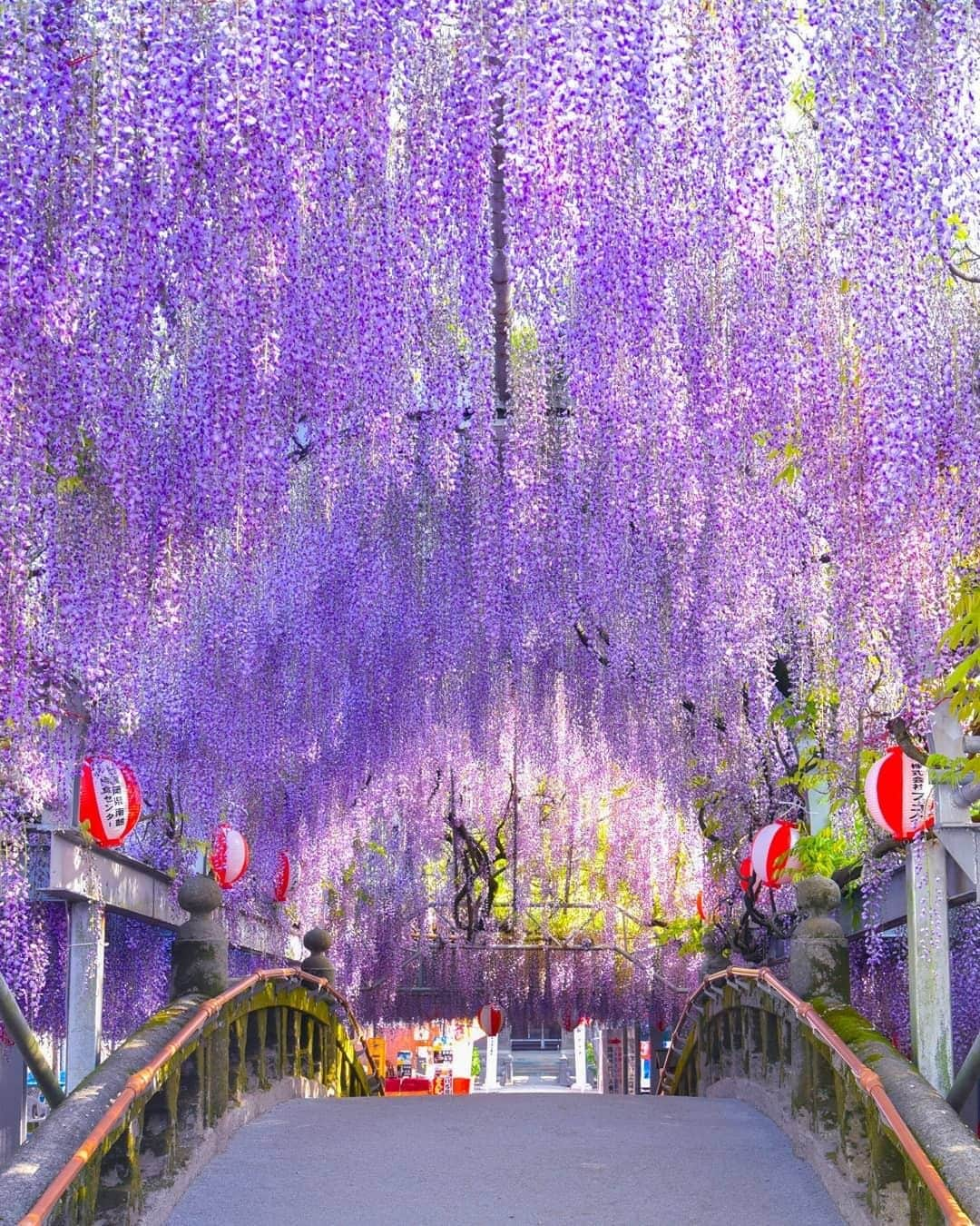 Birthplace of TONKOTSU Ramen "Birthplace of Tonkotsu ramen" Fukuoka, JAPANさんのインスタグラム写真 - (Birthplace of TONKOTSU Ramen "Birthplace of Tonkotsu ramen" Fukuoka, JAPANInstagram)「Nakayama no Ofuji - A Tunnel Woven by an Over 300-Year-Old Wisteria Tree!😍✨ Nakayama no Ofuji, located at Nakayama Kumano Shrine in Yanagawa City, is a famous wisteria tree that is over 300 years old. The tree was grown from the seeds that a man, who ran a liquor store in the area, brought back from Osaka and planted, and it is designated as a prefectural natural monument.😊  Currently, there is a 1,160-square-meter wisteria trellis on the shrine's grounds, where wisteria flowers exceeding 1 meter in length bloom. The wisteria tunnel above the shrine's stone bridge is spectacular!😲✨  Various events such as food stalls, jazz performances, and photo contests take place during the Nakayama Great Wisteria Festival, held every year from mid- to late April when the flowers are in full bloom, attracting many people.  ------------------------- Photo 📷 : @kkazu4848 FOLLOW @goodvibes_fukuoka for more ! -------------------------  #fukuoka #fukuokajapan #yanagawa #wisteria #kyushu #kyushutrip #japan #explorejapan #instajapan #visitjapan #japantrip #japantravel #japangram #japanexperience #beautifuljapan #travelgram #tripstagram #travelgraphy #travelphoto #travelpic #tripgram #japanlovers #visitjapanjp #japannature」4月11日 21時00分 - goodvibes_fukuoka