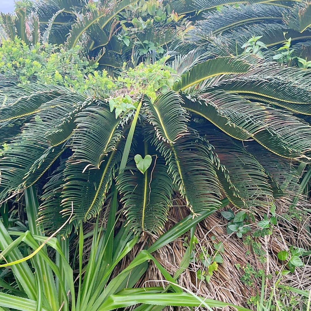 叶瀬千紗さんのインスタグラム写真 - (叶瀬千紗Instagram)「🍃🌳🤍  #沖縄 #沖縄本島 #沖縄離島 #沖縄旅行 #沖縄観光 #沖縄土産 #沖縄観光スポット #観光スポット #観光 #春休みの過ごし方 #沖縄カフェ #恩納村 #恩納 #恩納村グルメ #恩納村カフェ #恩納村ビーチ #万座毛 #ハートのある写真 #ハートの葉っぱ #🤍 #🍃🍃🍃」4月11日 21時04分 - chisapopu