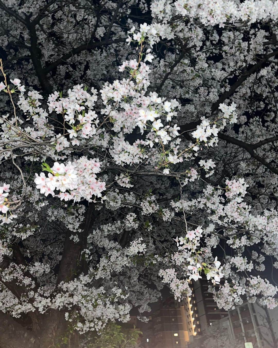 キム・ハリムさんのインスタグラム写真 - (キム・ハリムInstagram)「Sakura bomb💣」4月11日 21時07分 - rimirimidoremi