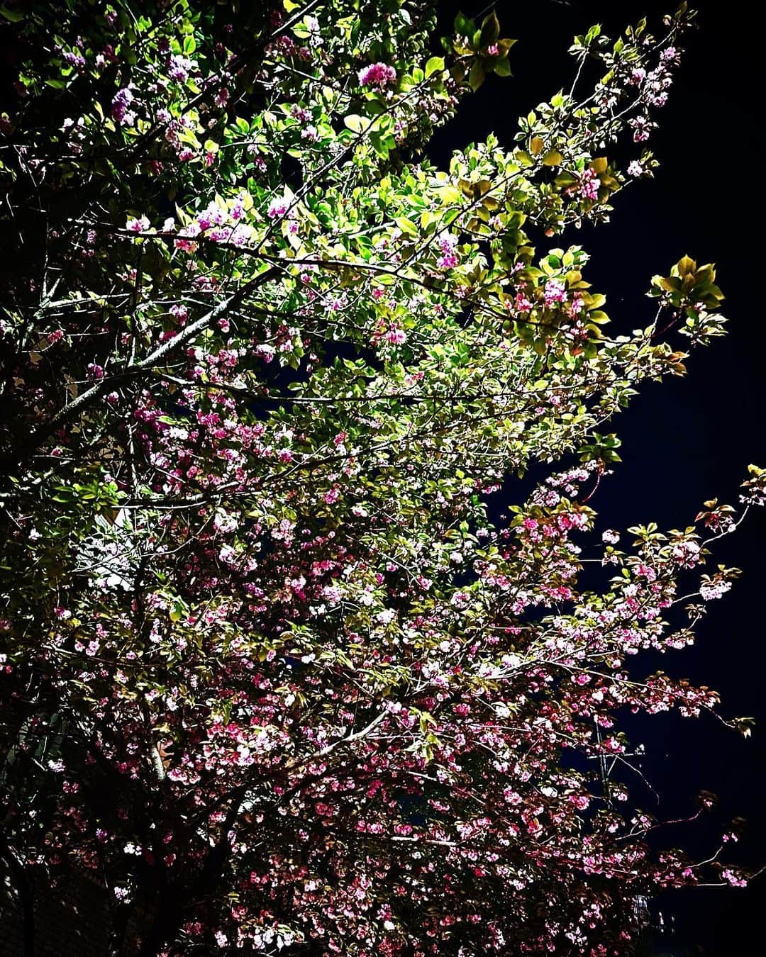 KENNさんのインスタグラム写真 - (KENNInstagram)「夜桜？これ桜かな？ 移動中ふと見上げたら綺麗な景色。 なんだか得した気分。」4月11日 21時13分 - kennu324