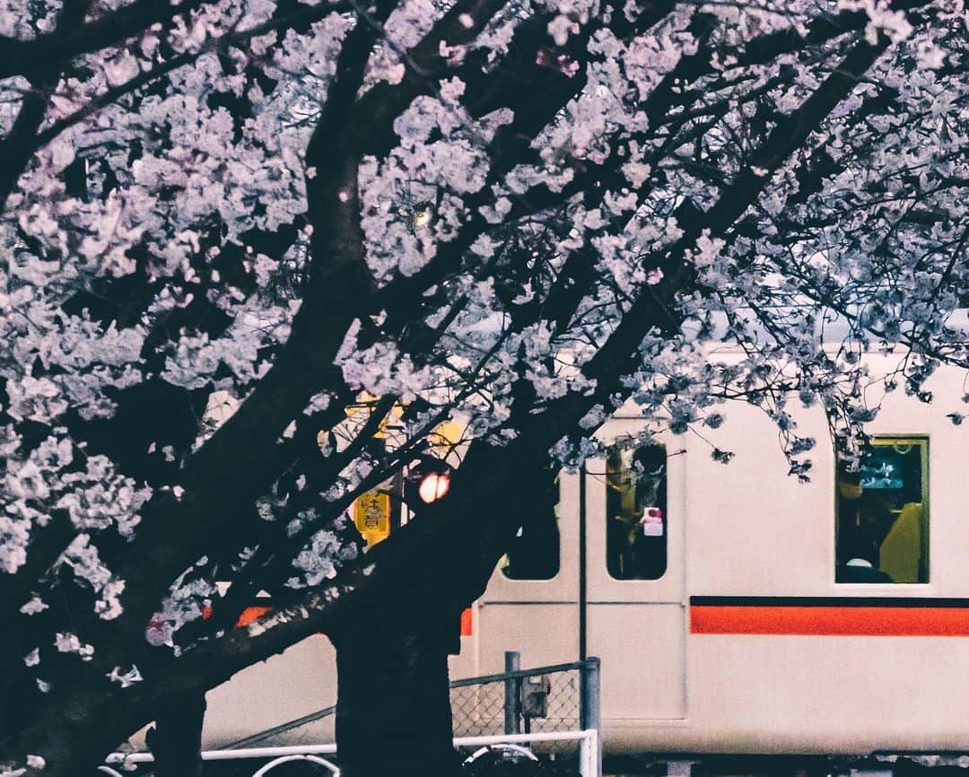 shinichi38さんのインスタグラム写真 - (shinichi38Instagram)「⁡ Sakura train 🚃🌸  #Nikon #Zfc NIKKOR Z DX 18-140mm f/3.5-6.3 VR #nikoncreators」4月11日 21時13分 - shinichillout54