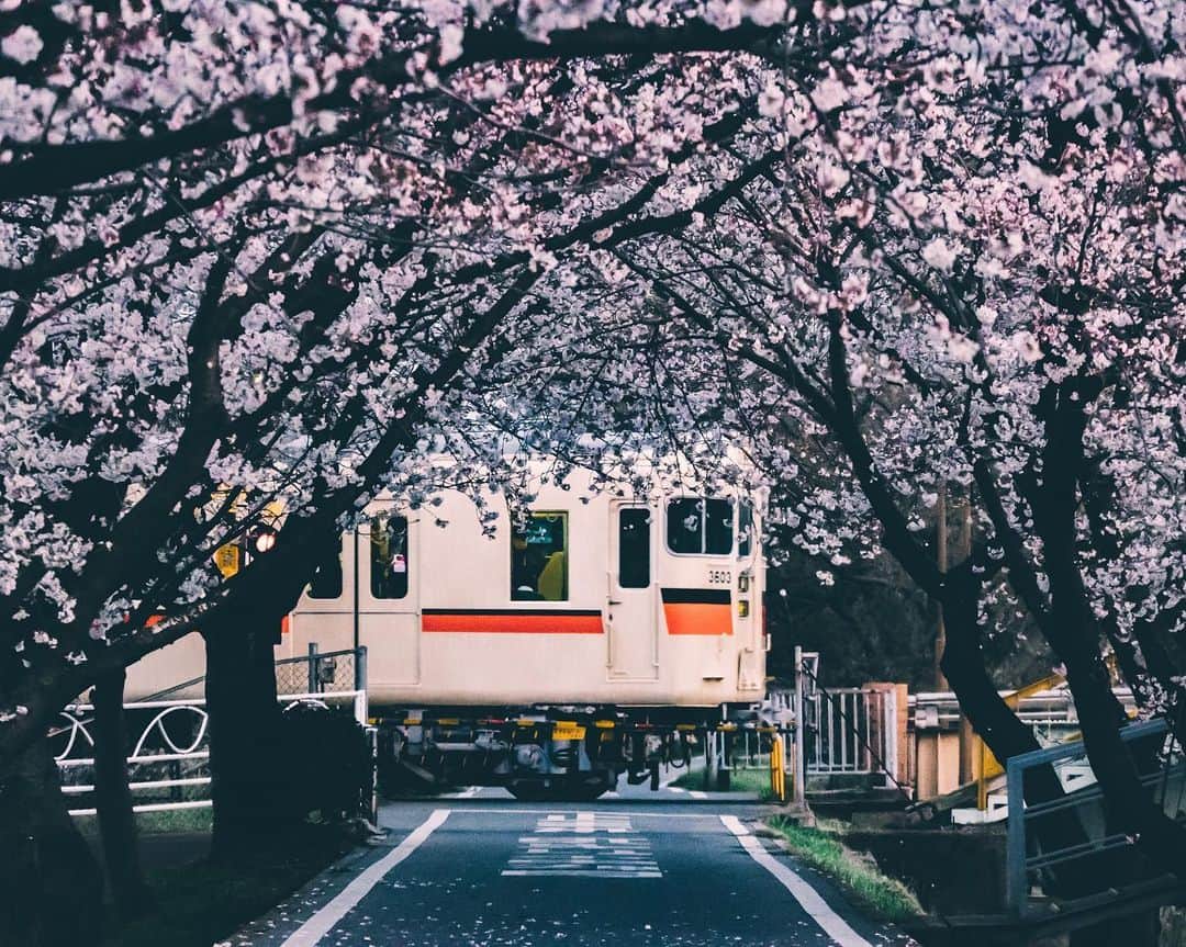 shinichi38のインスタグラム：「⁡ Sakura train 🚃🌸  #Nikon #Zfc NIKKOR Z DX 18-140mm f/3.5-6.3 VR #nikoncreators」