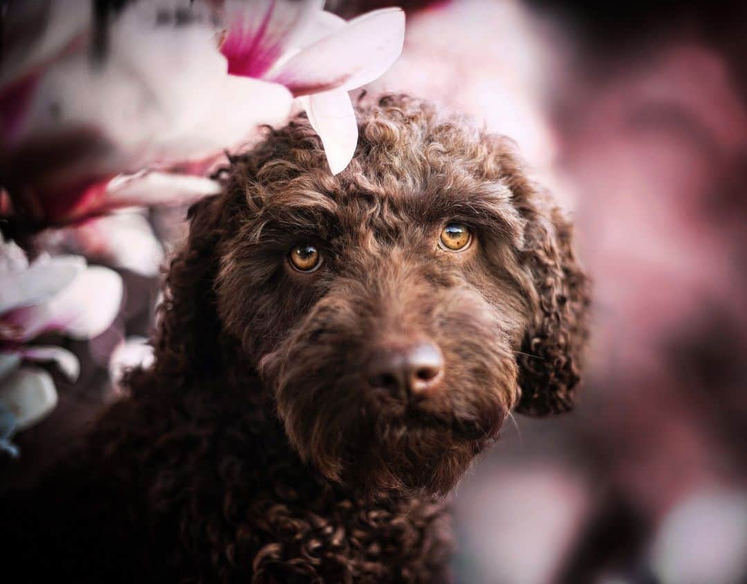 Canon UKさんのインスタグラム写真 - (Canon UKInstagram)「Happy National Pet Day! 🐾🎉   To celebrate, share your shots of your furry friends by tagging @Canonuk in your stories and we'll repost as many as we can.  📷 by @omicaphotography  Camera: EOS R5 Lens: RF 85mm F1.2L USM Shutter Speed: 1/500, Aperture: f/1.8, ISO 800  #canonuk #mycanon #canon_photography #liveforthestory」4月11日 21時32分 - canonuk