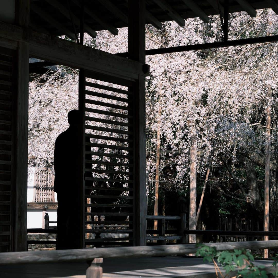 plus_thinkingのインスタグラム：「降り注ぐ桜🌸 . camera: X-T3 lens: FUJINON  XF16-80㎜F4 R OIS WR . #今日もX日和 #beautifuljapan #snapJapan」