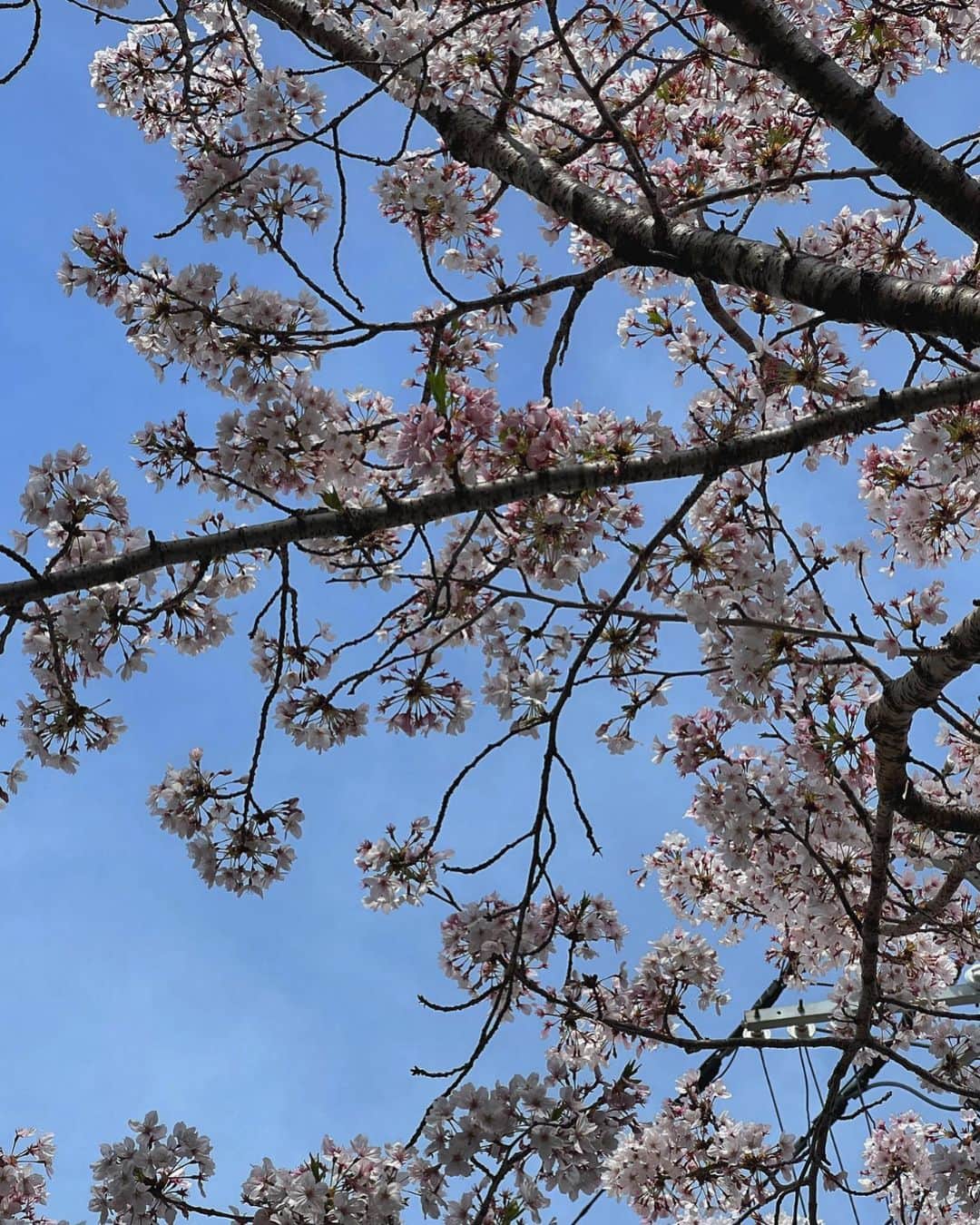 渡邊智子さんのインスタグラム写真 - (渡邊智子Instagram)「🌸#入学式」4月11日 21時26分 - _tomomon