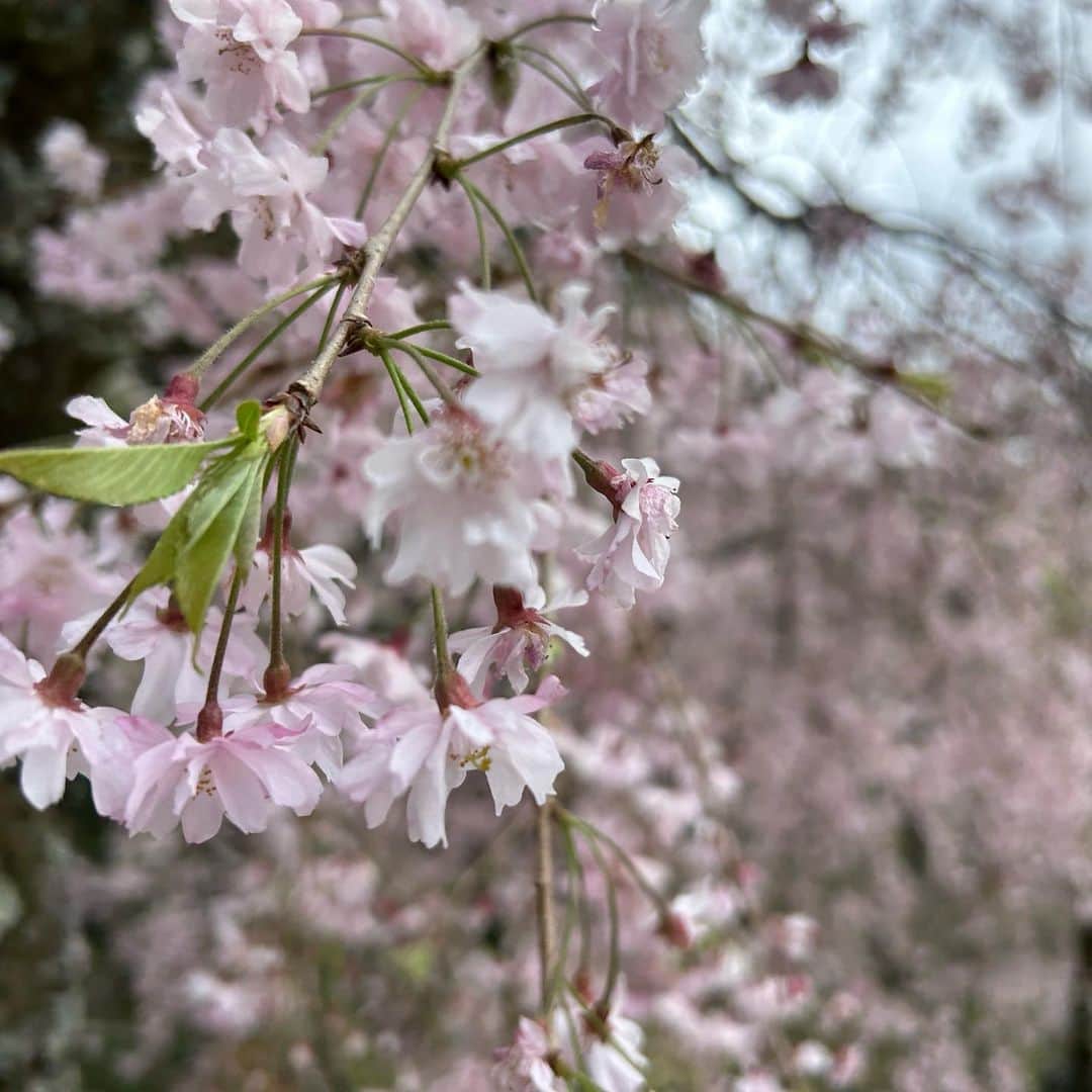 荒井つかささんのインスタグラム写真 - (荒井つかさInstagram)「このお花はなんだろう〜？ っていうのが沢山咲いてた！  梅と桜と桃の違いみんなはわかる？👀👀🌸🍃」4月11日 21時34分 - 22tuttu_