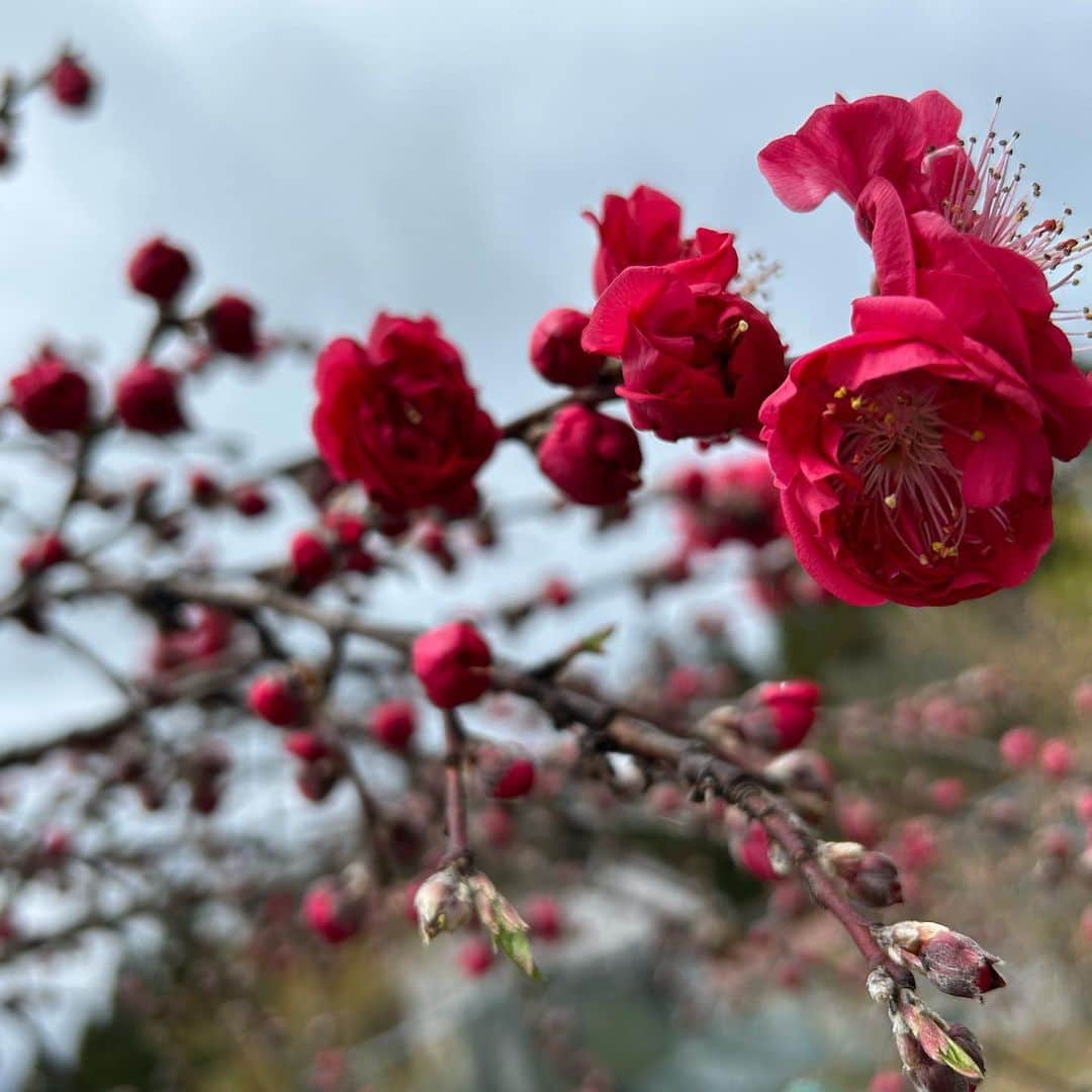 荒井つかささんのインスタグラム写真 - (荒井つかさInstagram)「このお花はなんだろう〜？ っていうのが沢山咲いてた！  梅と桜と桃の違いみんなはわかる？👀👀🌸🍃」4月11日 21時34分 - 22tuttu_