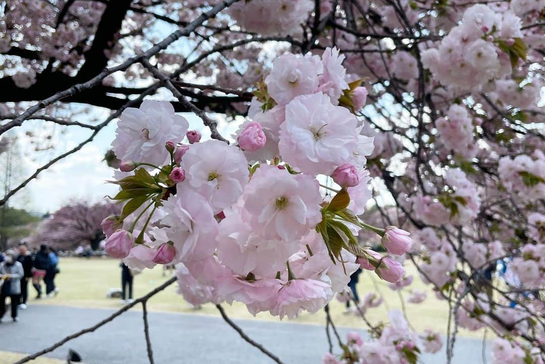 逢月あかりさんのインスタグラム写真 - (逢月あかりInstagram)「妹が東京に戻ってきたので姉妹集合でした🌸  桜シーズンの新宿御苑は初めてだったけど今まで何で来なかったんだ、、というくらい綺麗でした☺️✨  年パス買うかずっと迷ってる。笑  #新宿御苑#お花見スポット #子連れお出かけ #3姉妹#新宿ランチ」4月11日 21時50分 - akari.ouzuki